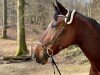 Springpferd Rg Bar Le Duc H CH (Schweizer Warmblut, 2013, von Balou du Rouet)