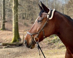 Springpferd Rg Bar Le Duc H CH (Schweizer Warmblut, 2013, von Balou du Rouet)