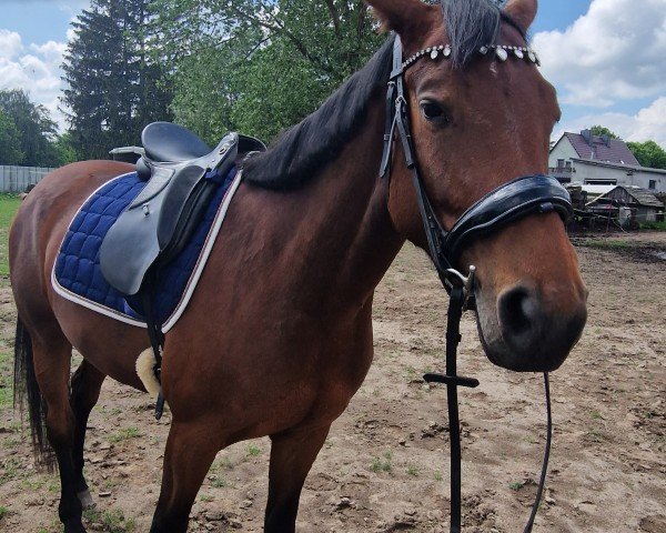 dressage horse Penelope S (KWPN (Royal Dutch Sporthorse), 2020, from Dragon Fly)