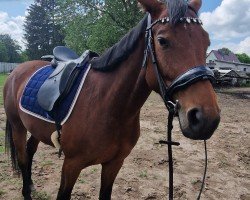 dressage horse Penelope S (KWPN (Royal Dutch Sporthorse), 2020, from Dragon Fly)