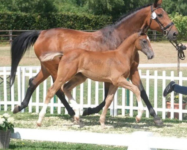 Dressurpferd Ari (Deutsches Reitpferd, 2023, von Airplane)