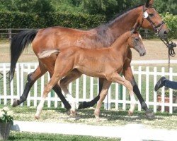 jumper Ariestro (German Warmblood, 2023, from Airplane)