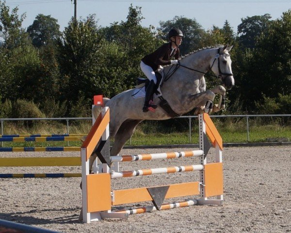 jumper Bambam KH (German Sport Horse, 2016, from Balou du Rouet)