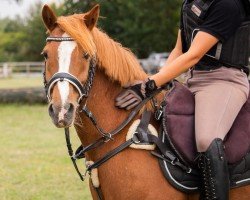 dressage horse Vosje (unknown, 2008)