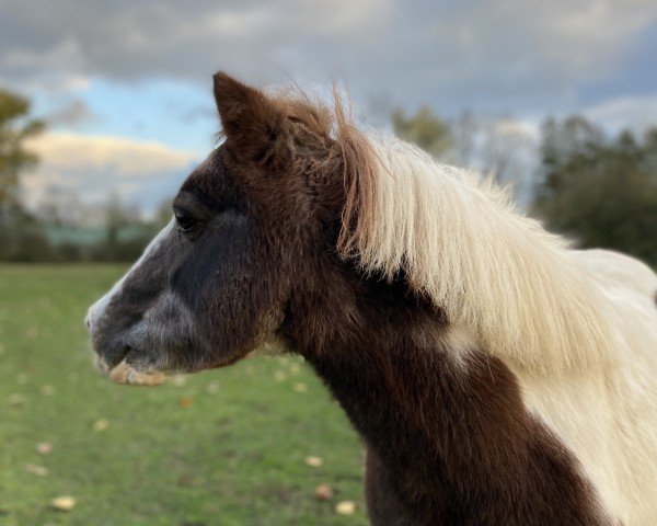 Pferd Flecki (Shetland Pony, 2006)