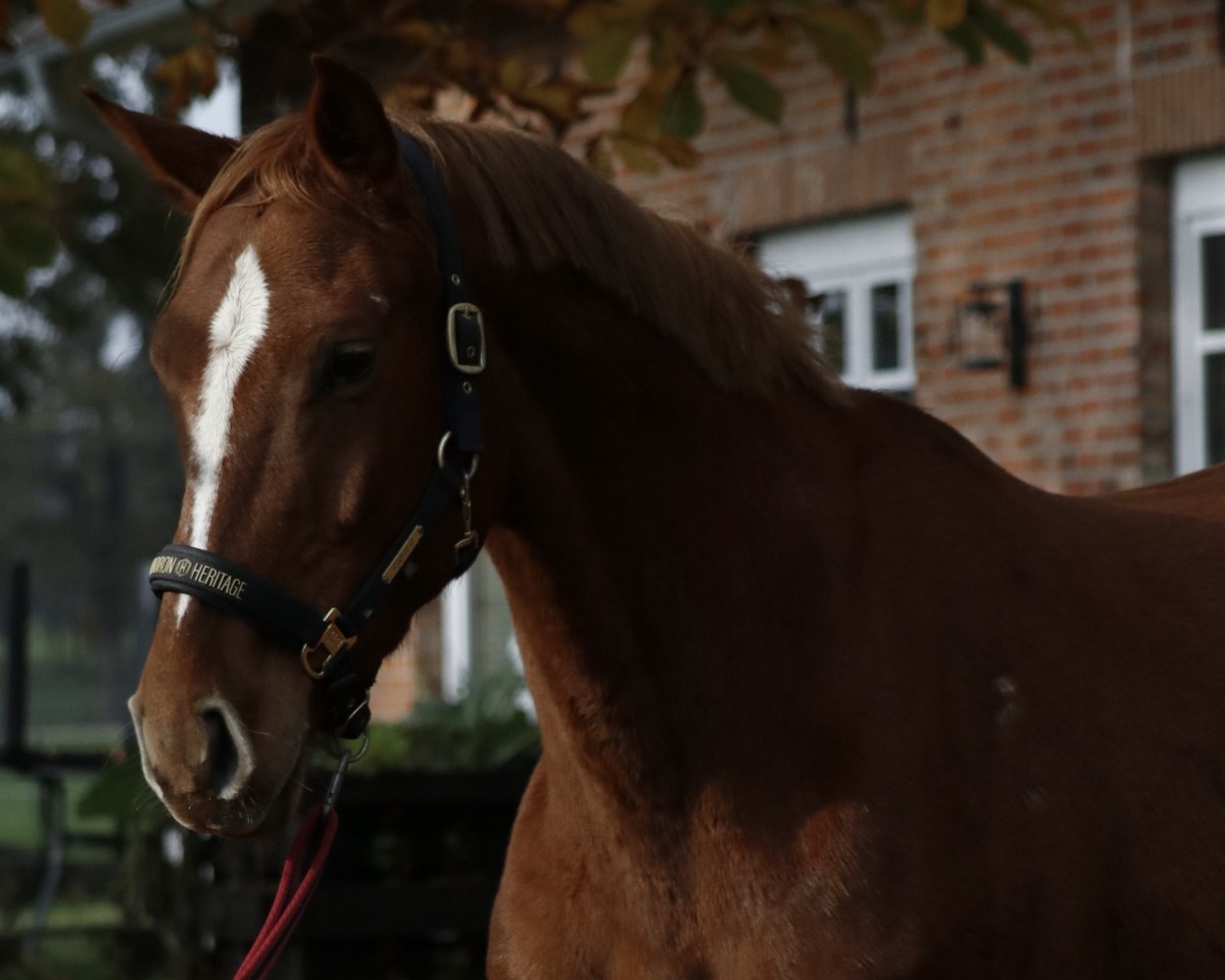 broodmare Quantara (Gretchen) (Hanoverian, 2018, from Qualito)