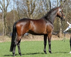 dressage horse Klara 65 (Trakehner, 2009, from Oliver Twist)