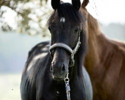 Dressurpferd Greatest Showman (Kleines deutsches Reitpferd, 2022, von Golden Grey NRW)