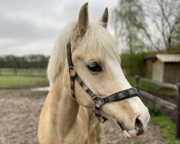 Zuchtstute Goldlotte Deluxe (Deutsches Reitpony, 2016, von Movie Star)