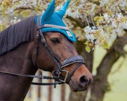 broodmare Gretel (German Riding Pony, 2011, from Homer)