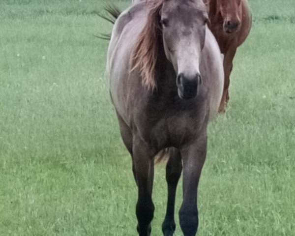 horse Marla (German Warmblood, 2020, from Magic)