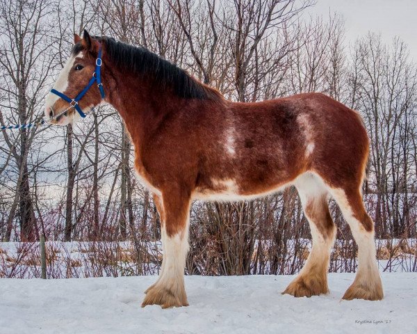 horse Willow Way Orla (Clydesdale, 2014, from Deighton Zoom)