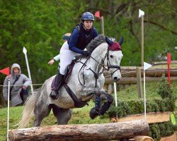 Springpferd Cesparo (Deutsches Sportpferd, 2017, von Cuidam)