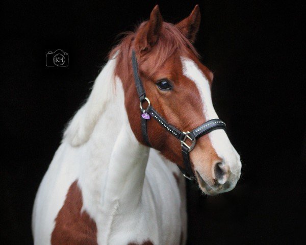 dressage horse Juju (French Pony, 2019)