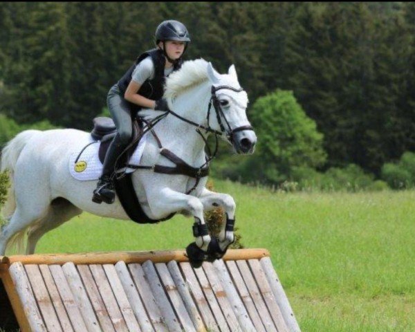 jumper Starlight Comet (Connemara Pony, 2012)