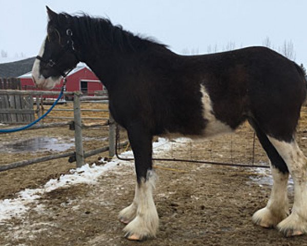 broodmare Willow Way Petra (Clydesdale, 2015, from Willow Way Bacardi)