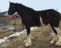 Zuchtstute Willow Way Petra (Clydesdale, 2015, von Willow Way Bacardi)