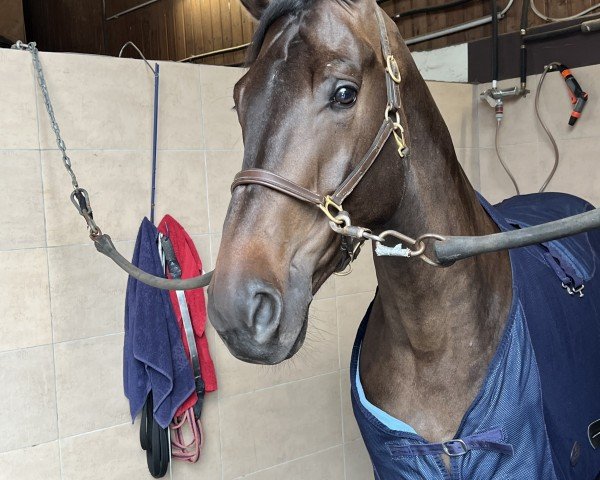 jumper Special Luido de Me (Finnish Warmblood, 2019)