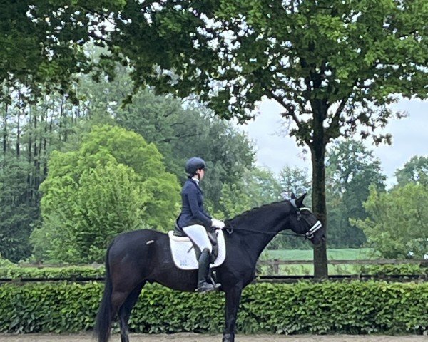 dressage horse Djamilo B (Westphalian, 2019, from DeLorean)