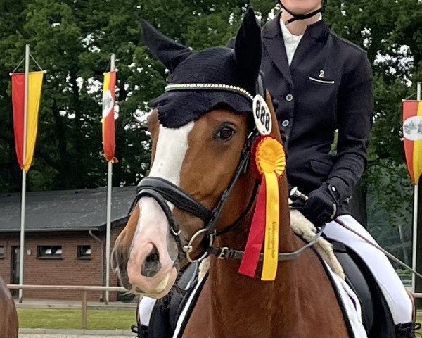 dressage horse Zoey B (Westphalian, 2018, from Zoom)