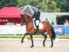 broodmare Nicolina 9 (Oldenburg, 2010, from Glock's Romanov)