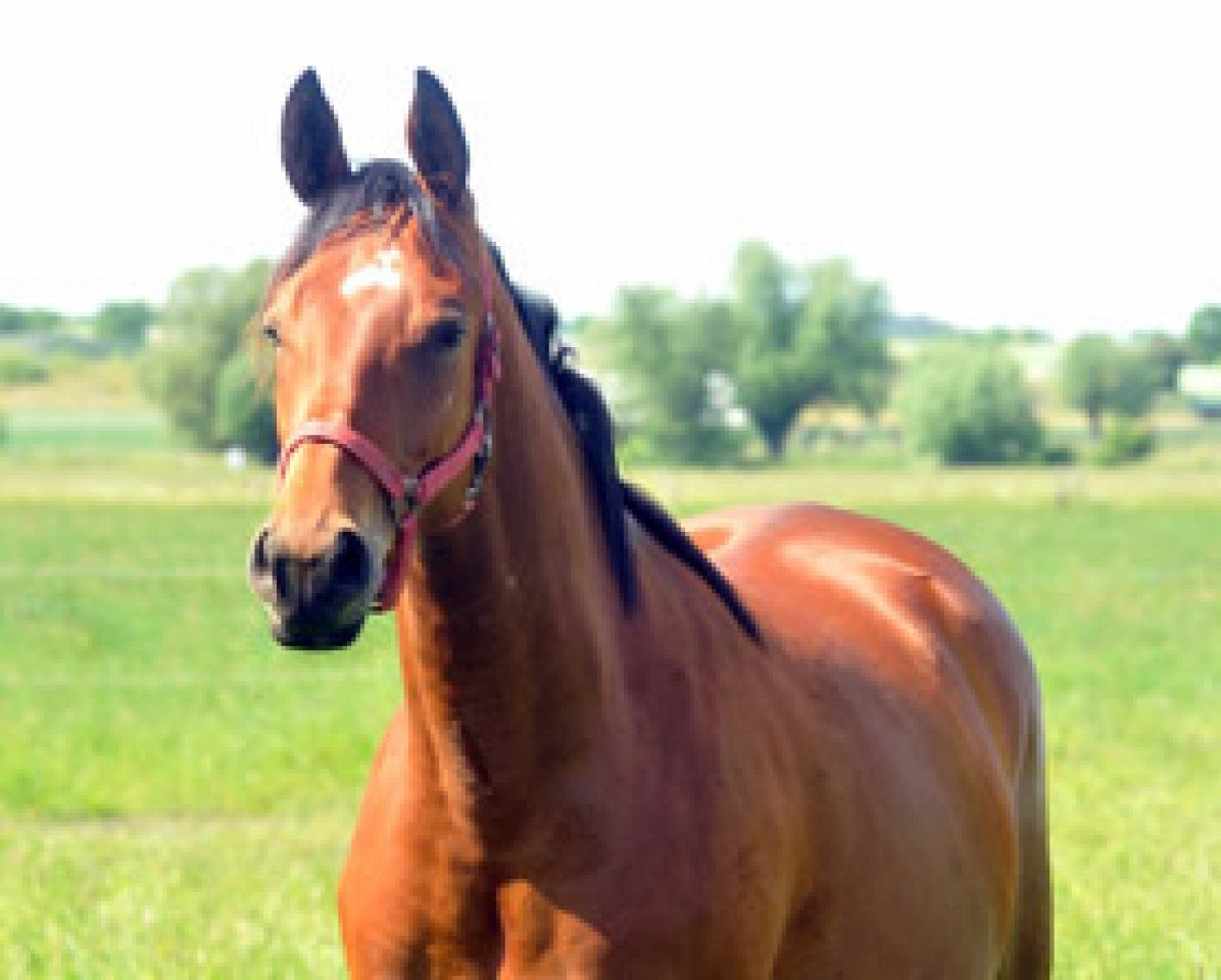broodmare Sacre Courage (Trakehner, 2010, from Summertime)