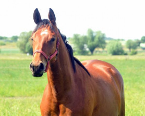 broodmare Sacre Courage (Trakehner, 2010, from Summertime)