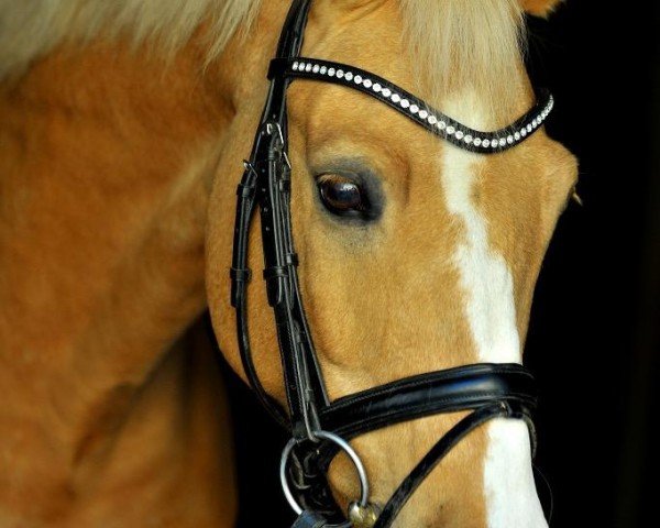 dressage horse Casino's Crown Jewel (German Riding Pony, 2009, from Casino Royale K WE)