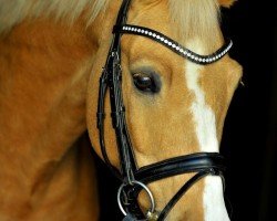 dressage horse Casino's Crown Jewel (German Riding Pony, 2009, from Casino Royale K WE)