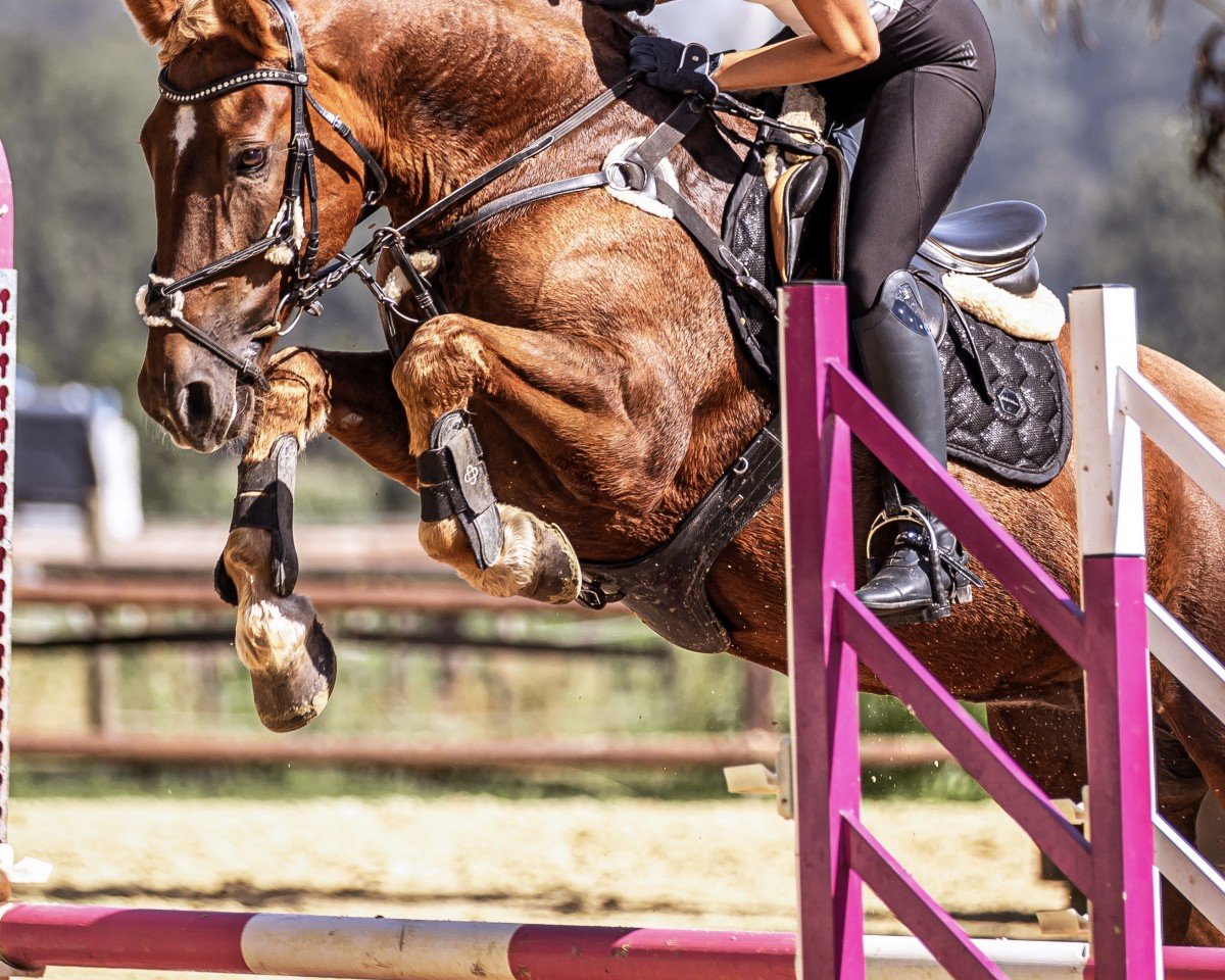 jumper Sari´s Kind of Magic (Romanian Warmblood, 2013)
