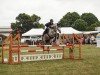 Springpferd Helix 13 (Deutsches Sportpferd, 2017, von Hickstead White)