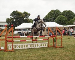 Springpferd Helix 13 (Deutsches Sportpferd, 2017, von Hickstead White)