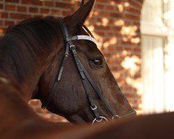 jumper Willy-Wilson (Hanoverian, 2011, from Wilton)