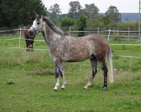 dressage horse Tony 79 (Pony without race description, 2011, from Calderon ox)