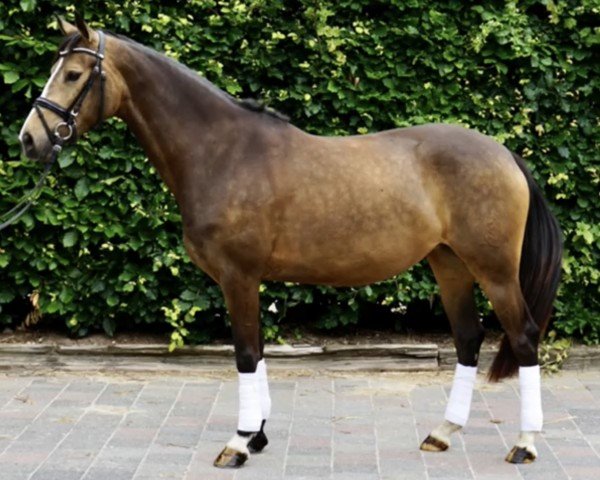 jumper Creme de la Creme 16 (German Riding Pony, 2018, from FS Champion de Luxe)