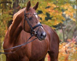 broodmare Samba's Lady (German Sport Horse, 2007, from Samba Hit I)