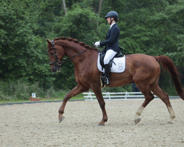 dressage horse Hurricane 50 (KWPN (Royal Dutch Sporthorse), 2012)