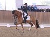 dressage horse Sunny 77 (German Riding Pony, 2010)