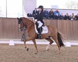 dressage horse Sunny 77 (Deutsches Reitpony, 2010)