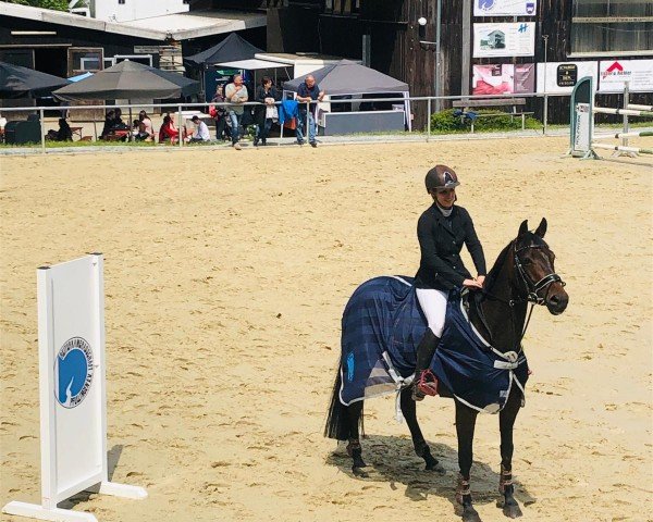 Springpferd Quick Levi (KWPN (Niederländisches Warmblut), 2011, von Dactique M)