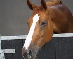 jumper Agossi 5 (KWPN (Royal Dutch Sporthorse), 2005, from Heartbreaker)