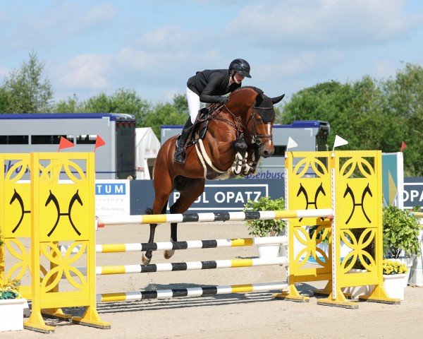 stallion Hans Heinrich (Oldenburg show jumper, 2019, from Halifax van het Kluizebos)