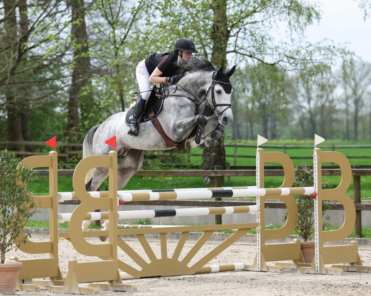 stallion Covalliero (Oldenburg show jumper, 2018, from Comme il Faut)