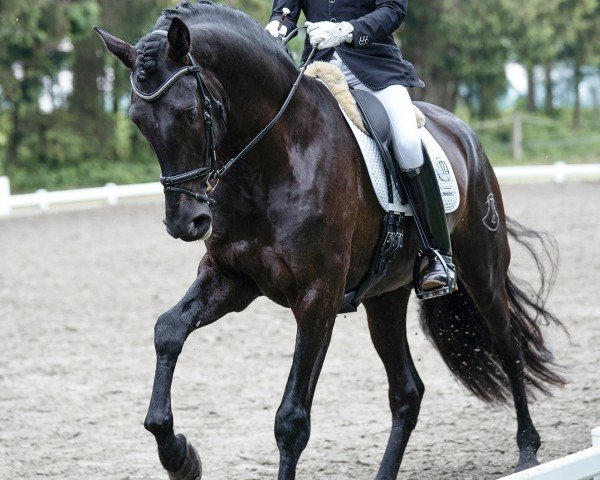 dressage horse Austral Ducal (Pura Raza Espanola (PRE), 2019)