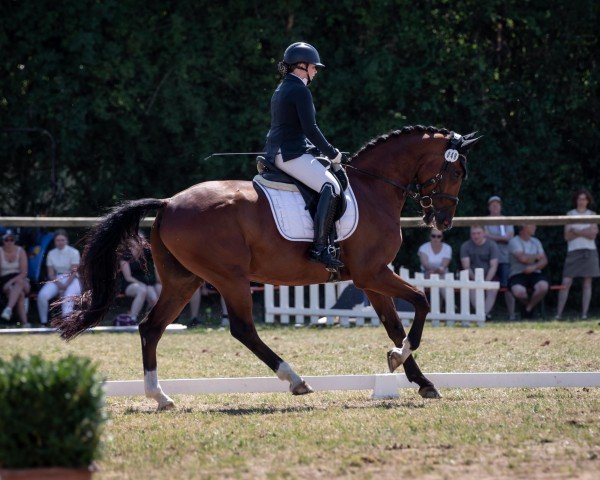 dressage horse Kalimero 87 (KWPN (Royal Dutch Sporthorse), 2015, from Formidable 51)