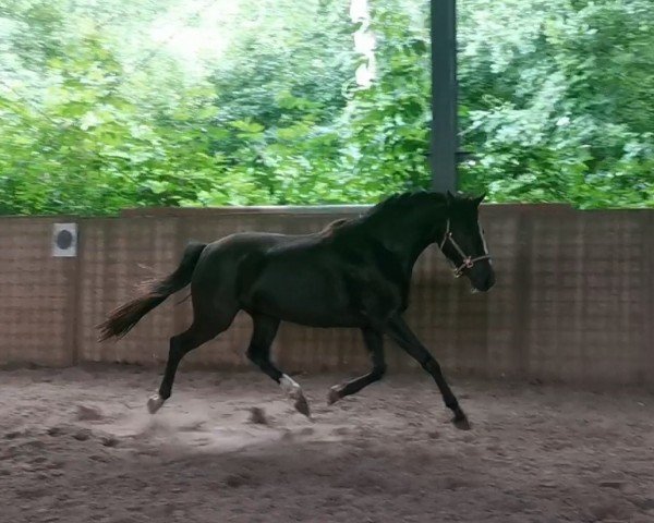 dressage horse Jule (German Riding Pony, 2020, from PAV Blomquist)