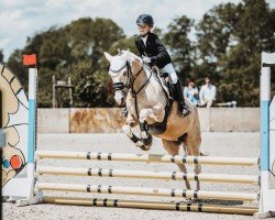 dressage horse Montana 701 (Pony without race description, 2006)