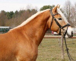 stallion Neuglanz (Haflinger, 2020, from Neustart)