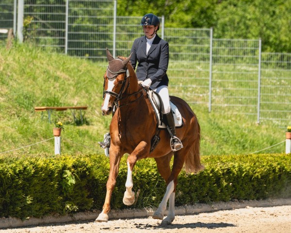 dressage horse Lea 316 (Hanoverian, 2015, from Londontime)