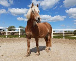 dressage horse Marella vom Eulental (Haflinger, 2017, from Amarin vom Eulental)